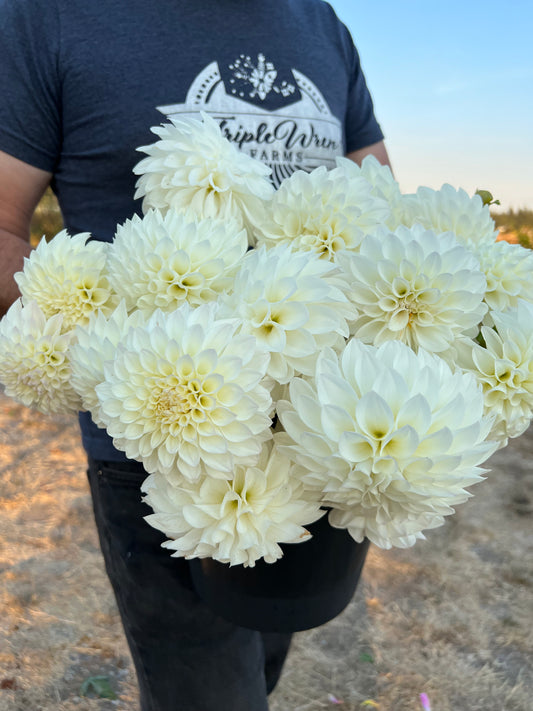 White and cream Bloomquist Snowy Dahlia Tubers from Triple Wren Farms