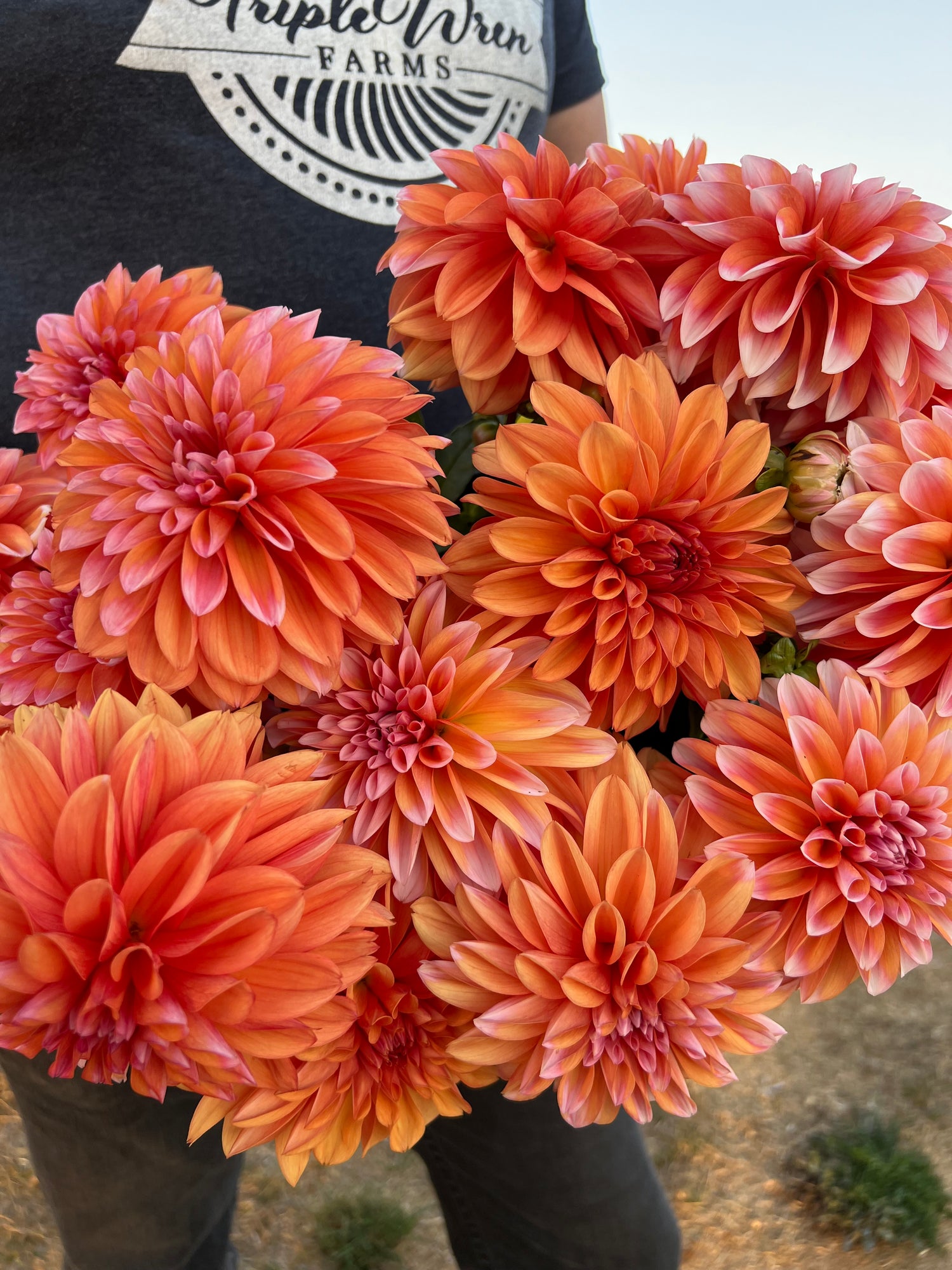 Orange and Peach and Coral and White-tipped RobAnn Creamsicle Dahlia Tubers from Triple Wren Farms