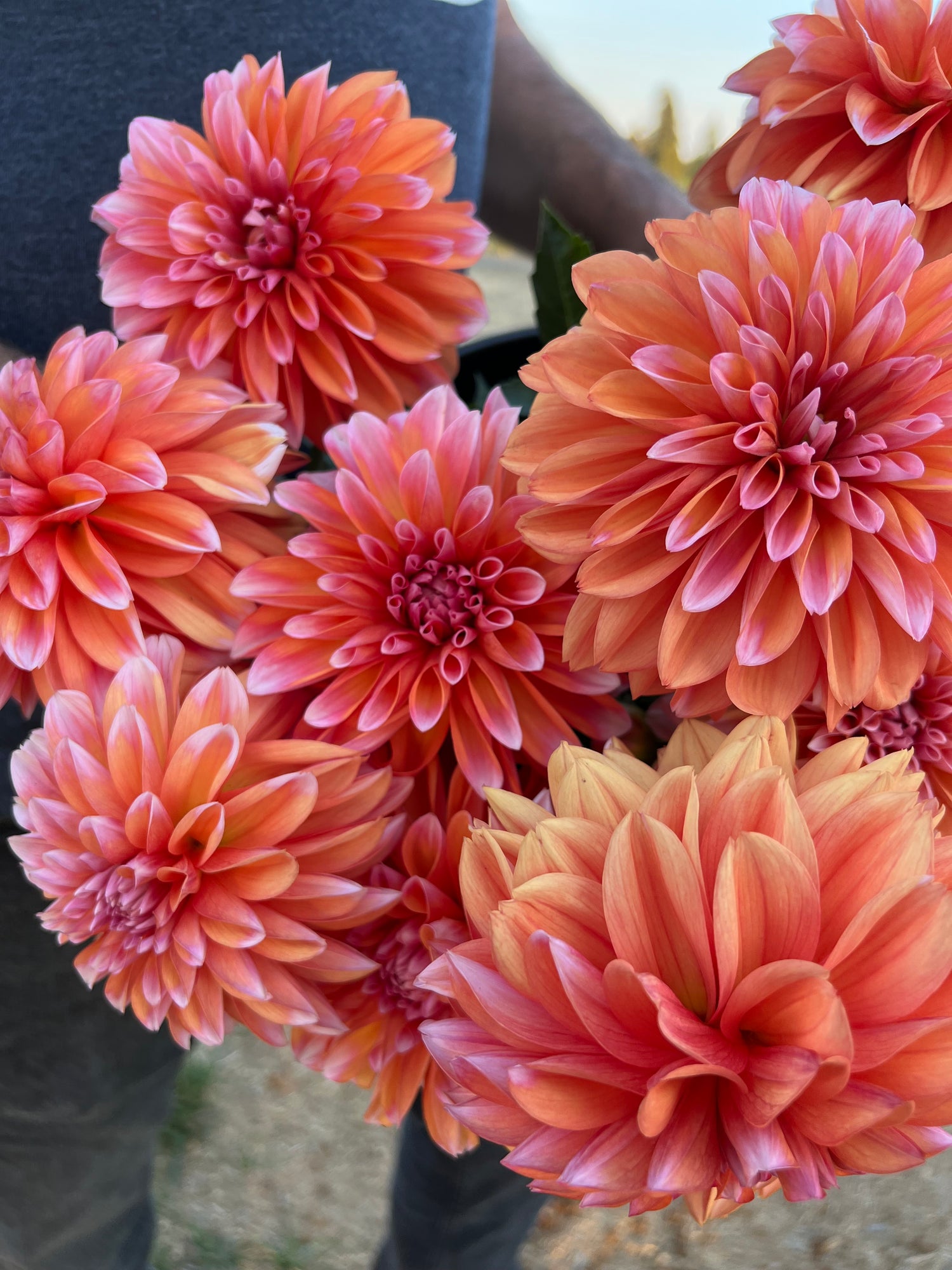 RobAnn Creamsicle Dahlia Tubers from Triple Wren Farms