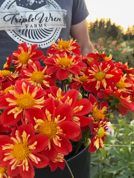 Red and Yellow and Scarlet and Crimson Bloomquist Spinner Dahlia Tubers from Triple Wren Farms