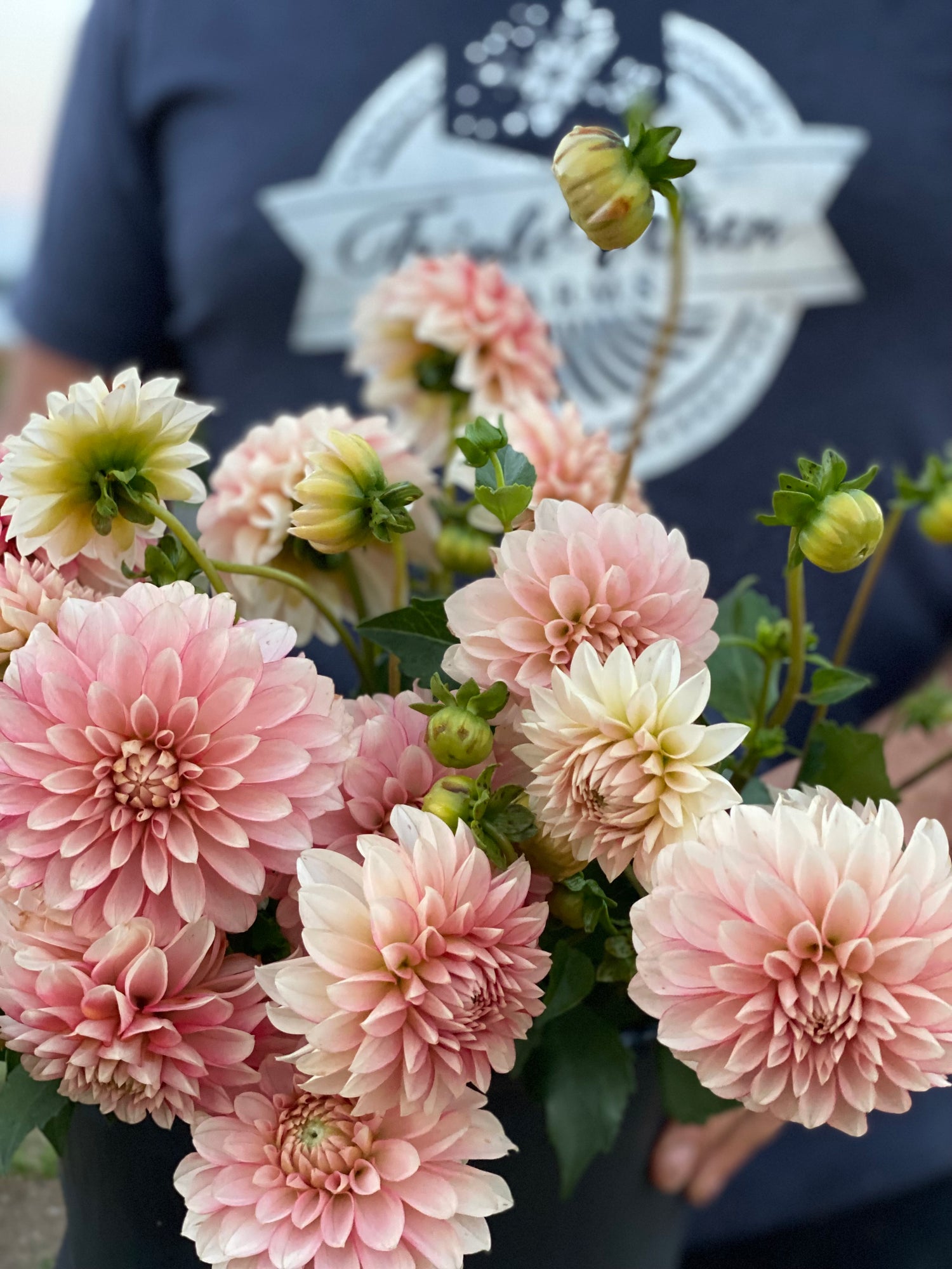 Pink and Pale Pink and White and Blush and Mauve and cream KA's Mocha Joe Dahlia Tubers from Triple Wren Farms