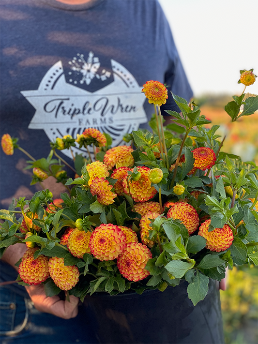 Kasasagi Dahlias from Triple Wren Farms