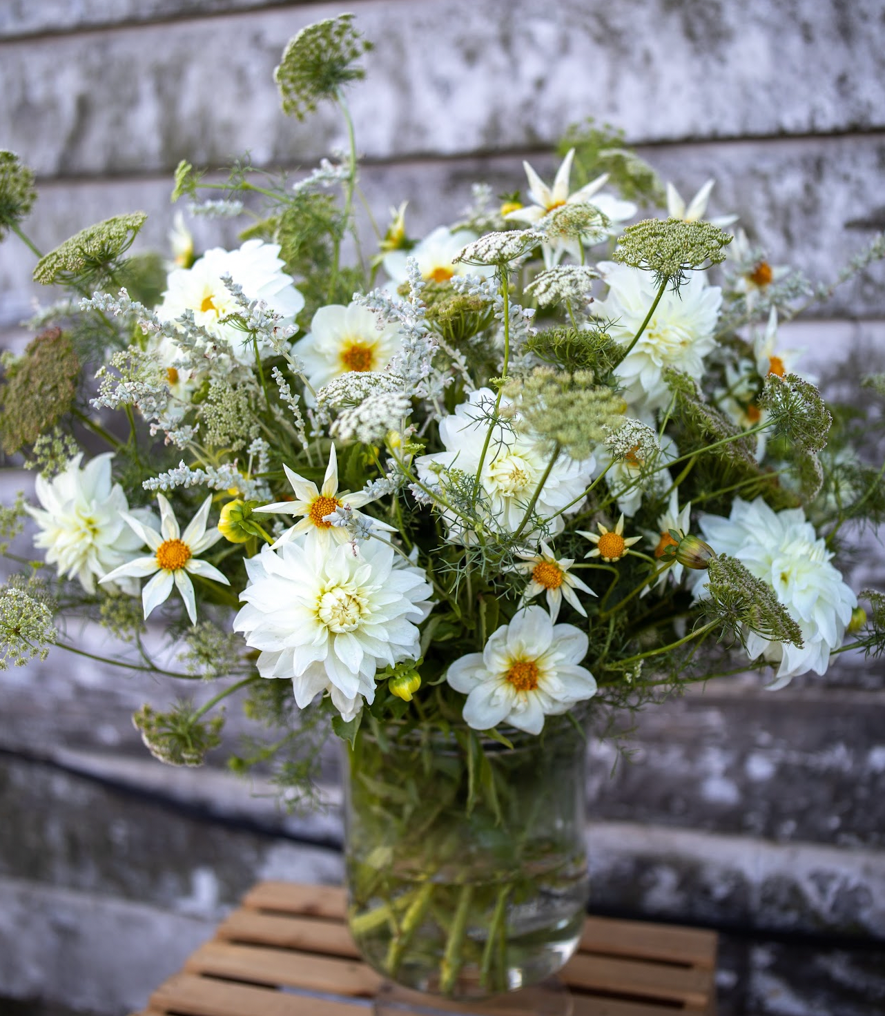 Verrone's Morning Star Dahlia Tuber