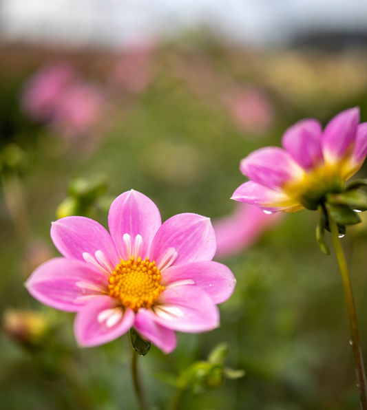 Pink and Light Pink and Pale pink Bloomquist KellyAnn F dahlia tubers from Triple Wren Farms