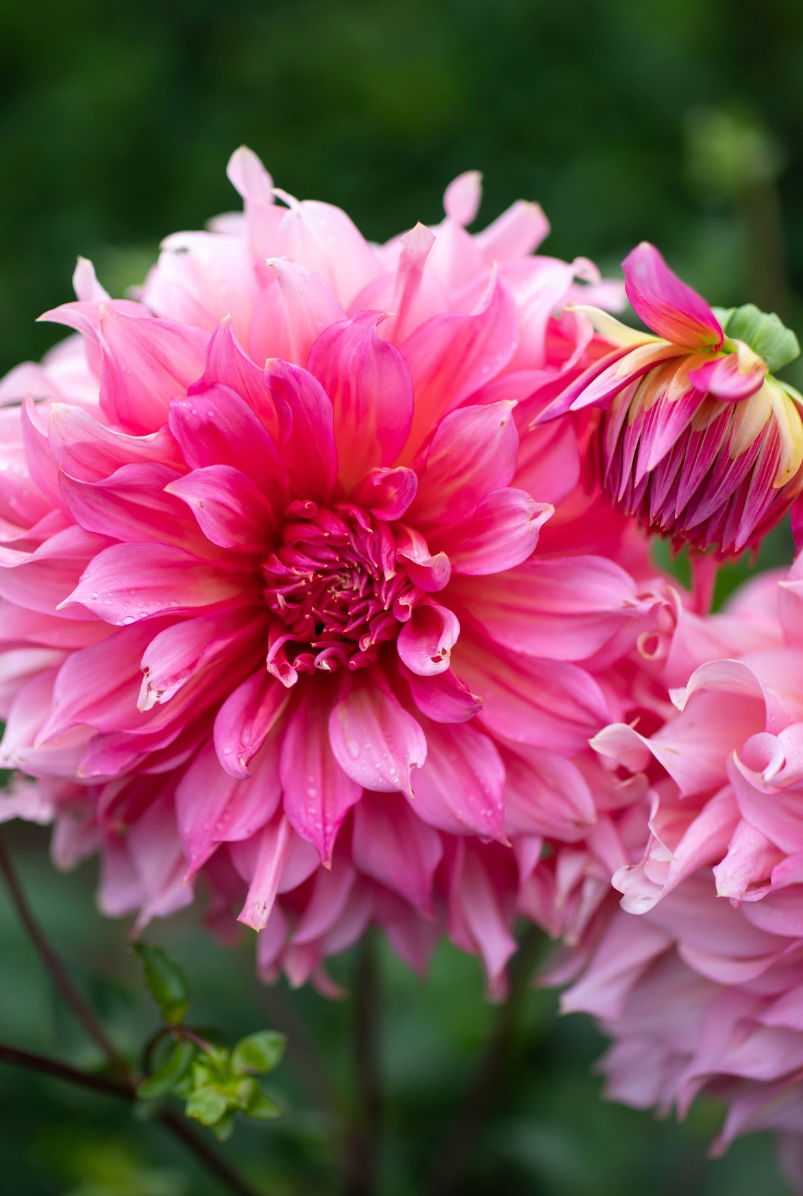 Admission to Dahlia Festival 2023