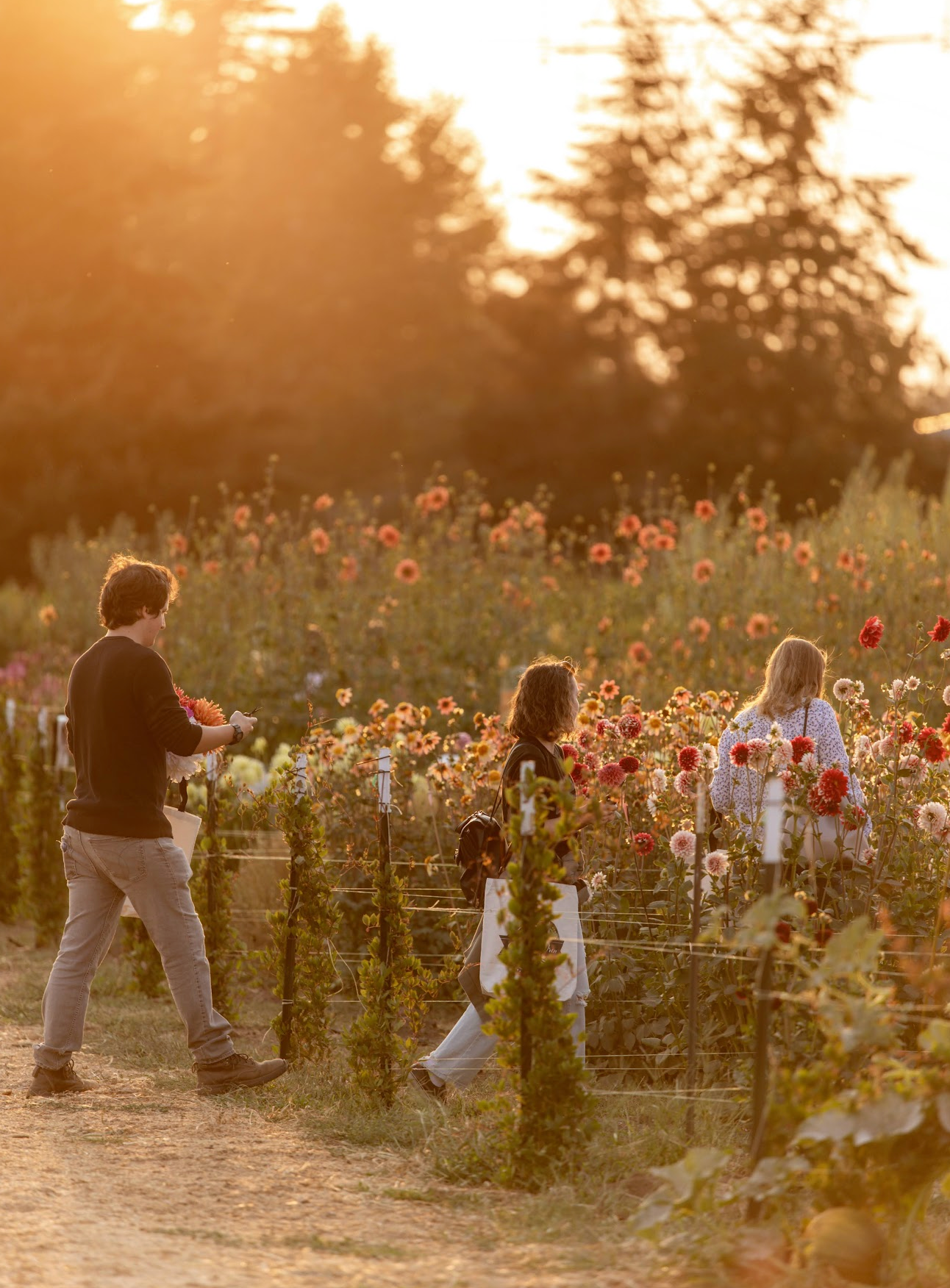 Admission to Dahlia Festival 2023