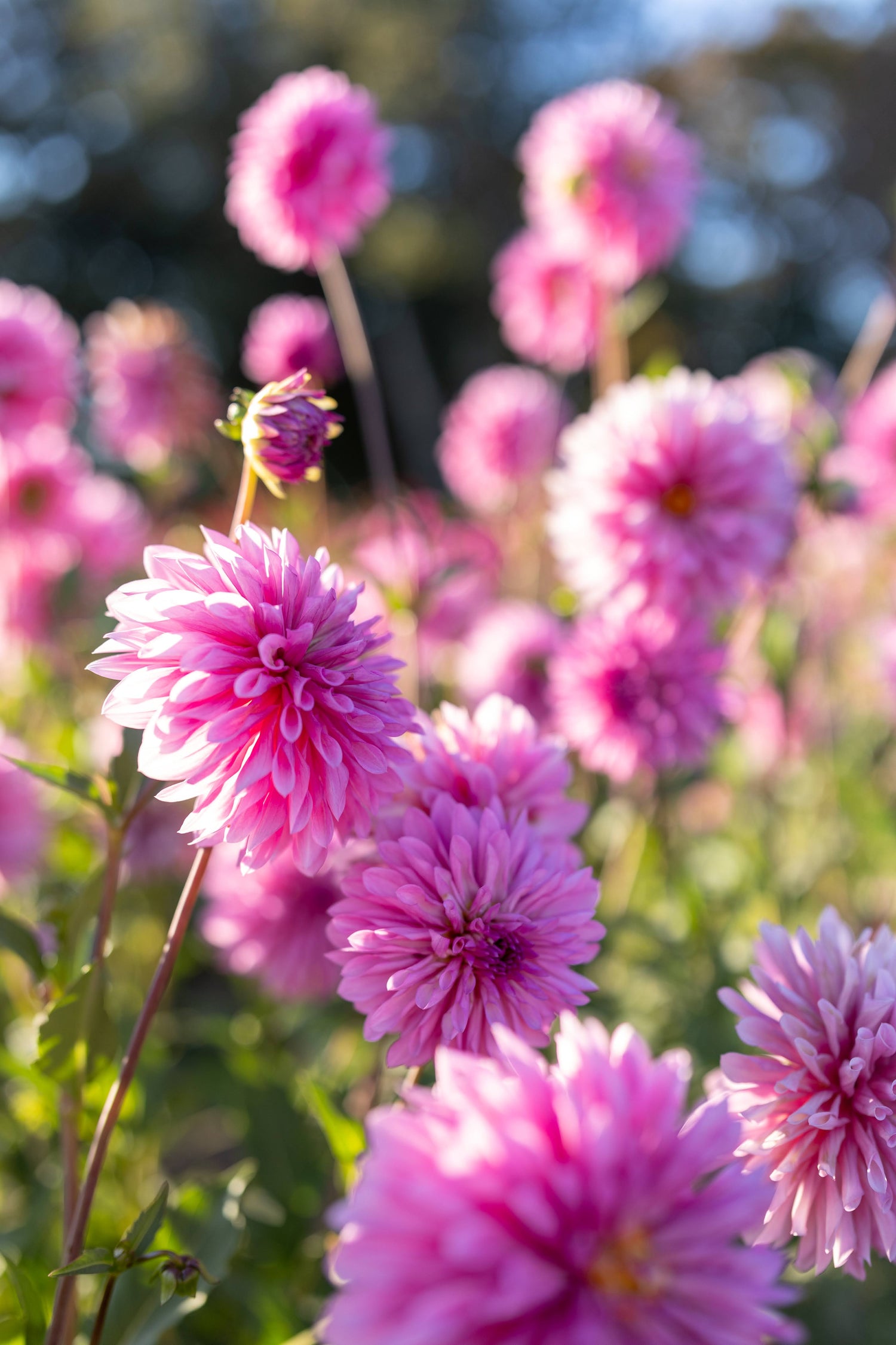 Bloomquist Pincushion Dahlia Tubers from Triple Wren Farms