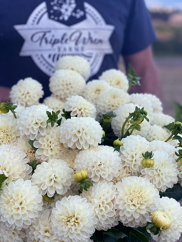 White Nettie Dahlia Tubers