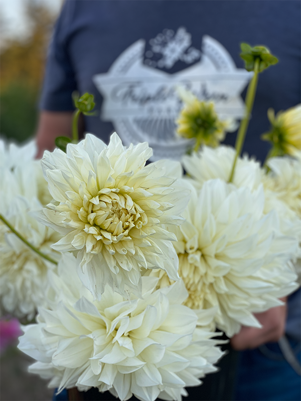 White Perfection Dahlia