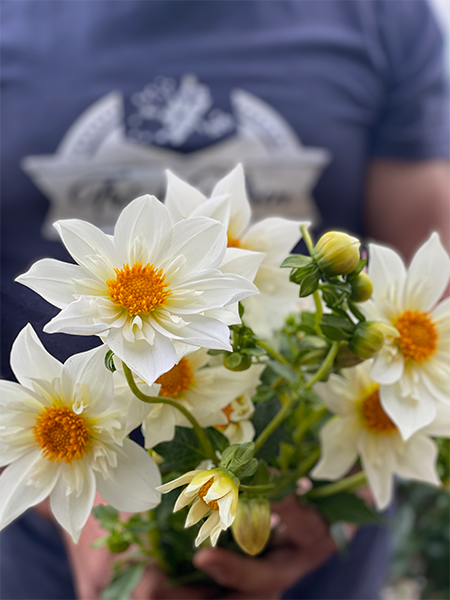 White and Cream Ferncliff Alpine Dahlia Tuber from Triple Wren Farms