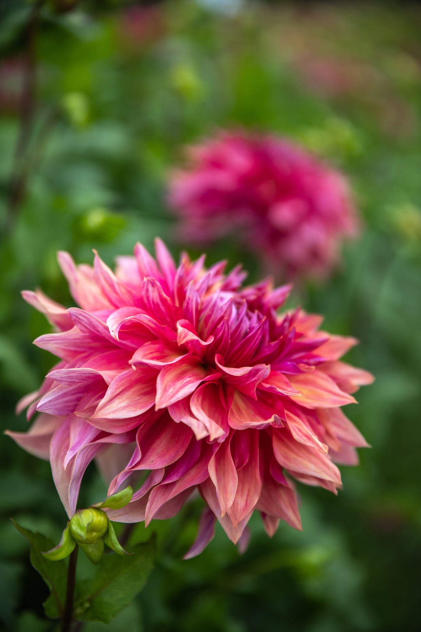 Penhill Dark Monarch Dahlia Tubers from Triple Wren Farms