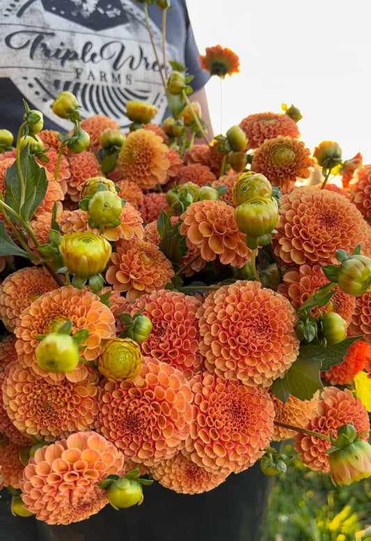 Amber Queen dahlia tuber from Triple Wren Farms