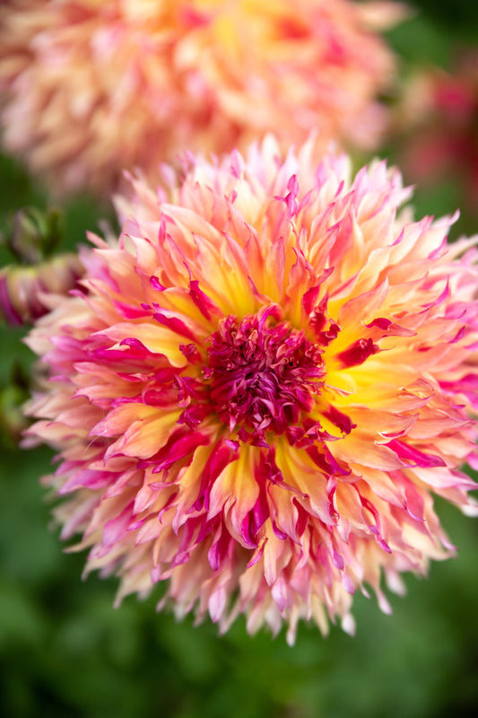 Pink and Mauve and Plum an Purple and Pale Pink and Light Pink and Pale Yellow and Light Yellow and Peach and Coral Myrtle's Folly Dahlia Tubers from Triple Wren Farms