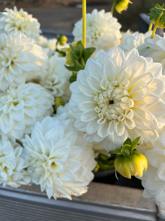 Salish Snow Day Dahlia Tuber