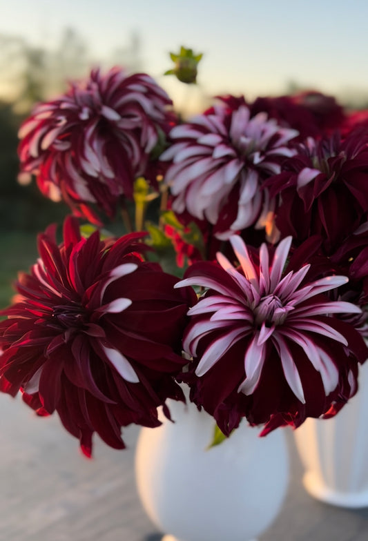 Red and Dark Red and Scarlet and white Irish Blackhart Dahlia Tuber from Triple Wren Farms