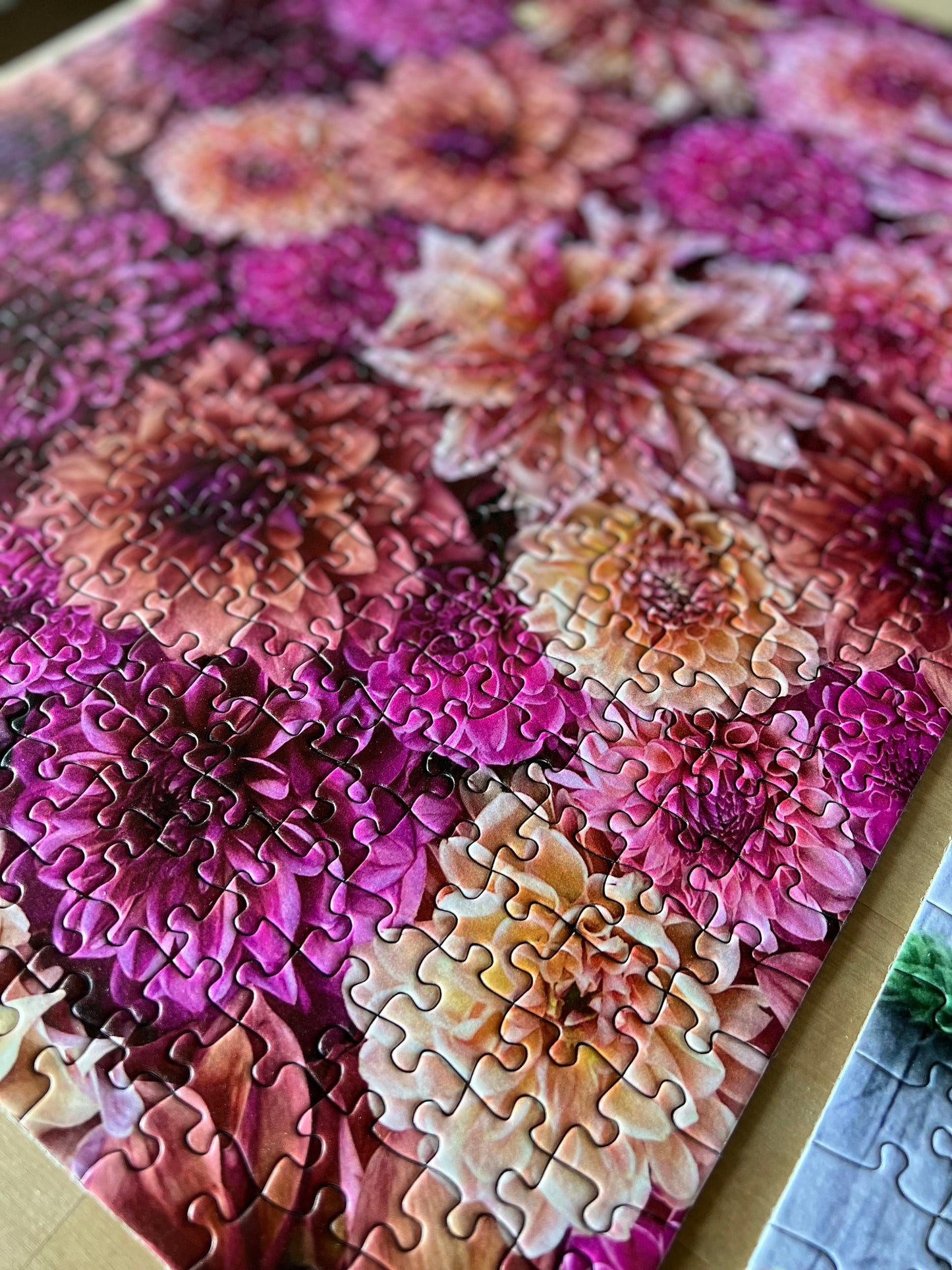 Rosy Dahlias Puzzle (513 pieces)