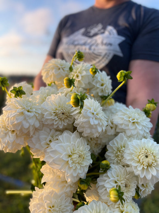 Salish Snow Day Dahlia Tuber