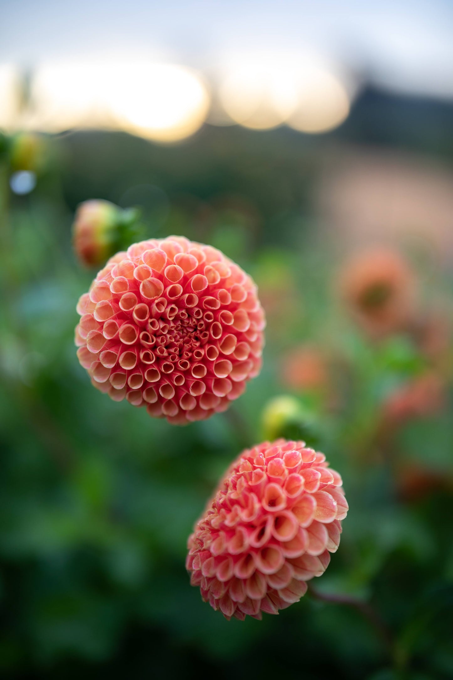 Amber Queen Dahlia Tuber