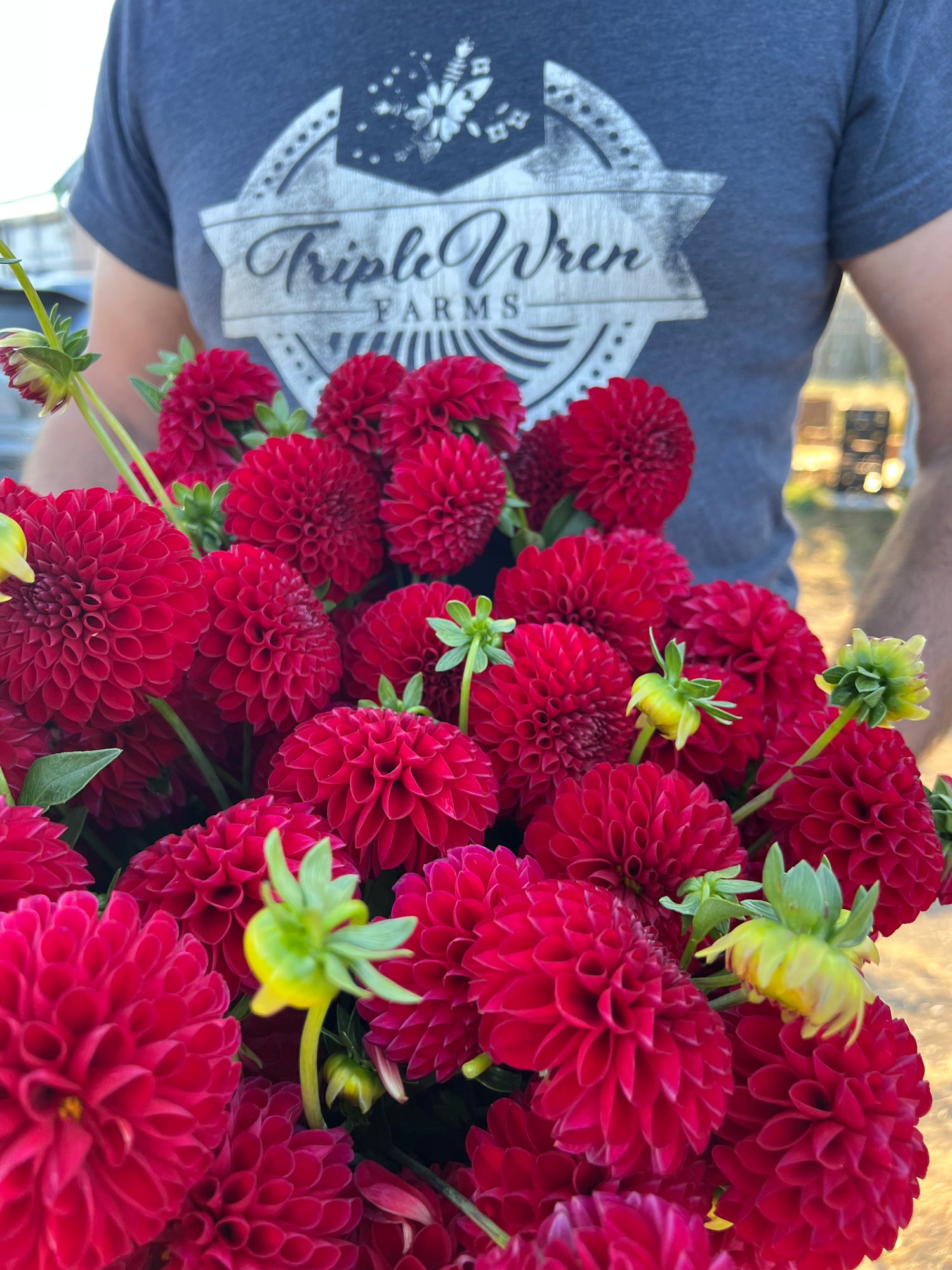 Red and Dark Red and Crimson Bloomquist Darrell dahlia tubers from Triple Wren Farms