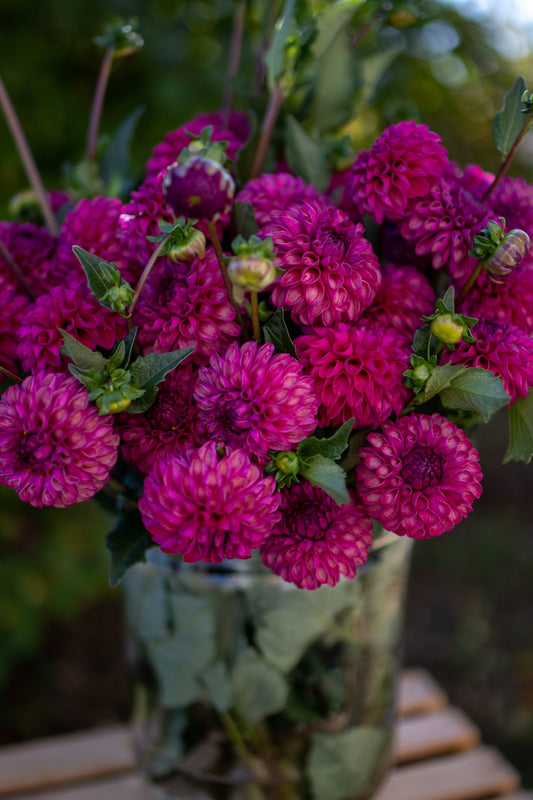 Pink and Fuchsia and Magenta and purple Bloomquist Refreshing Dahlia Tubers from Triple Wren Farms