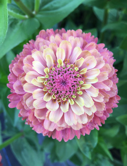 Zinnia Seeds "Triple Wren Antiques” (20 seeds)
