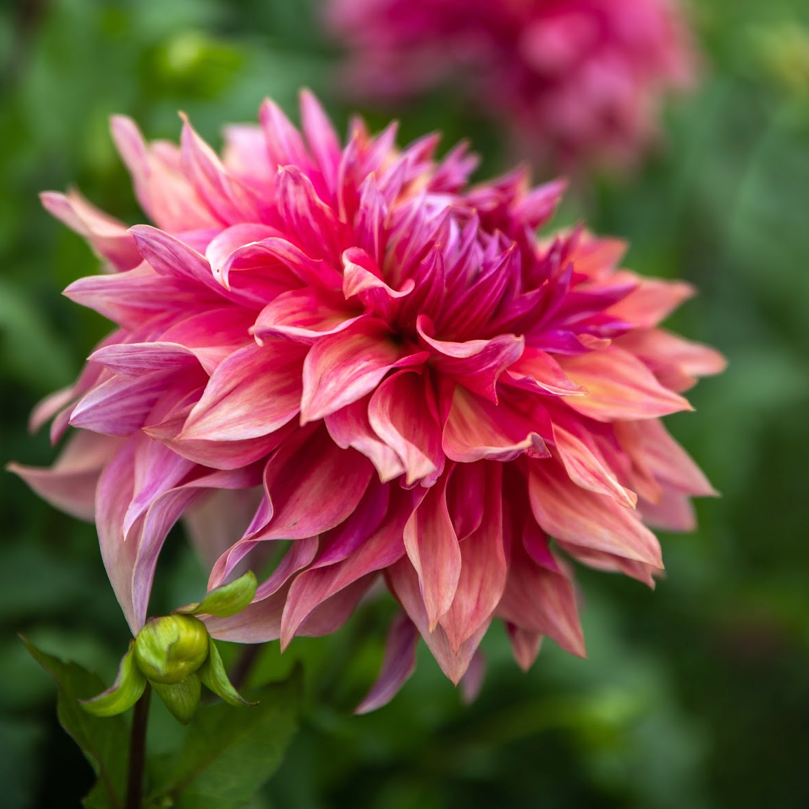 Admission to Dahlia Festival 2023